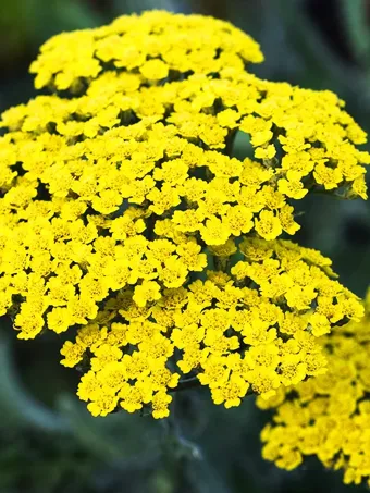 Moonshine Achillea