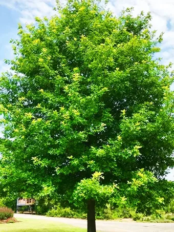 Nuttall Oak Tree