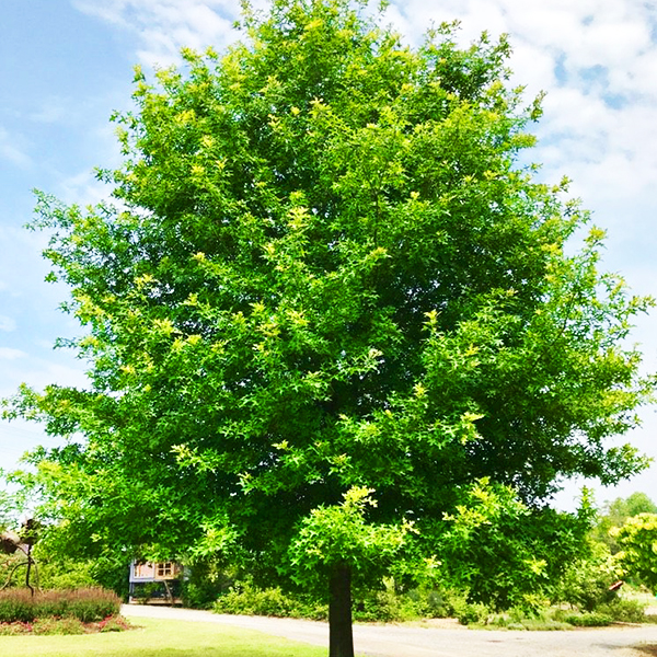 Nuttall Oak Tree For Sale Online The Tree Center