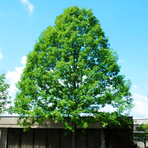 Nuttall Oak Tree For Sale Online The Tree Center