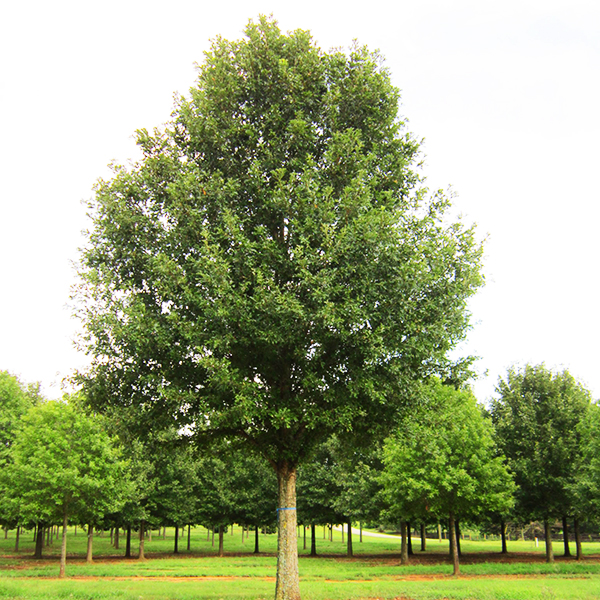 Nuttall Oak Tree For Sale Online The Tree Center