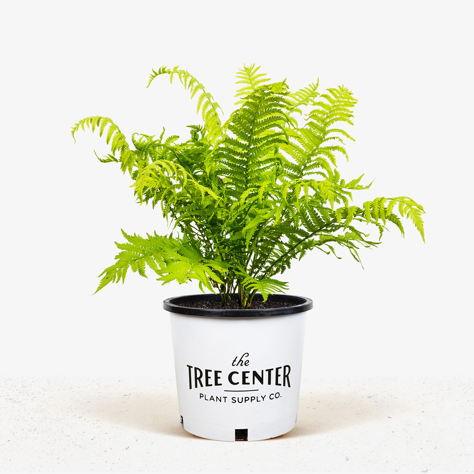 Ostrich Fern For Sale Online The Tree Center