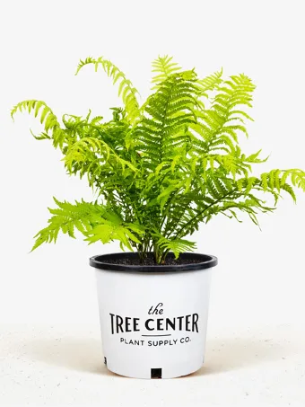 Ostrich Fern