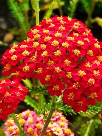 Paprika Achillea