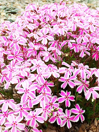 Candy Stripes Phlox