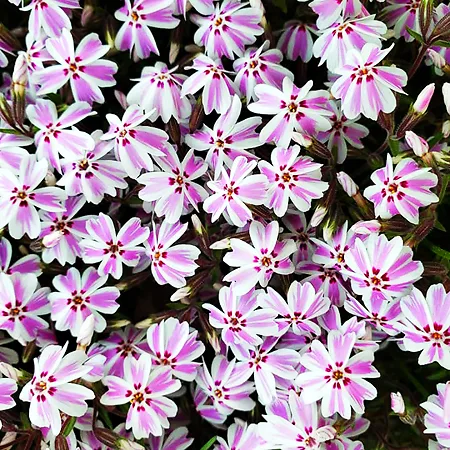 Phlox