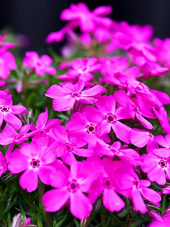 Drummonds Pink Phlox