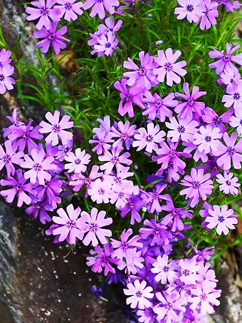 Purple Beauty Phlox