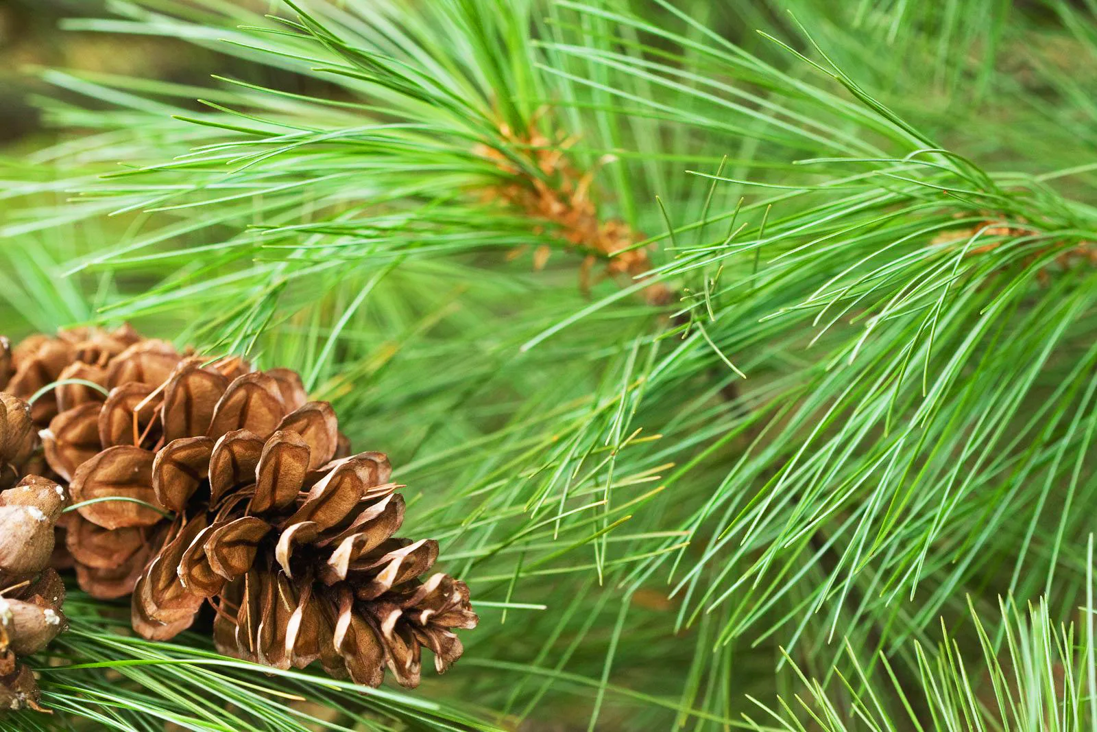 Close up of evergreen branches with vibrant green pine needles in
