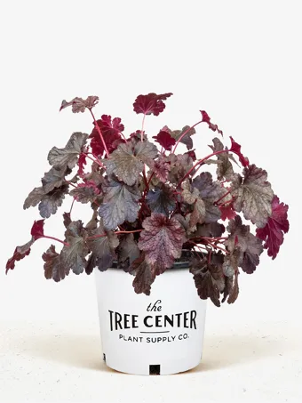 Plum Pudding Heuchera