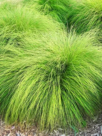 Prairie Dropseed