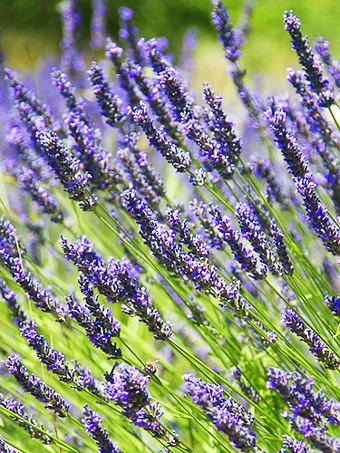 Provence Lavender