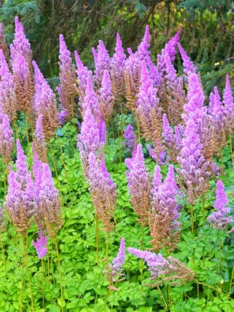 Purple Candles Astilbe