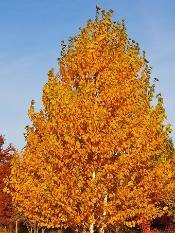 Renaissance Oasis® Birch