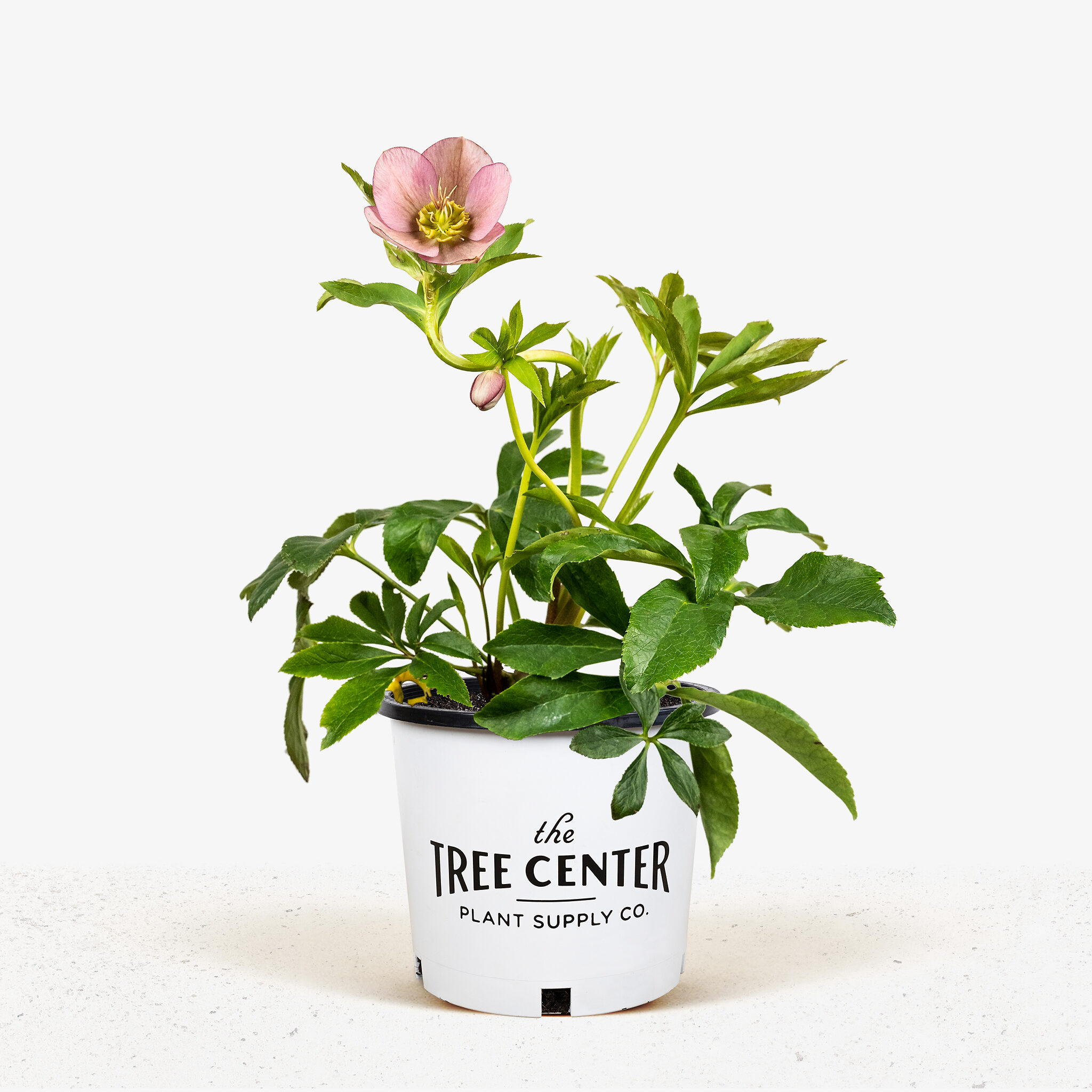 Royal Heritage™ Hellebore For Sale Online The Tree Center