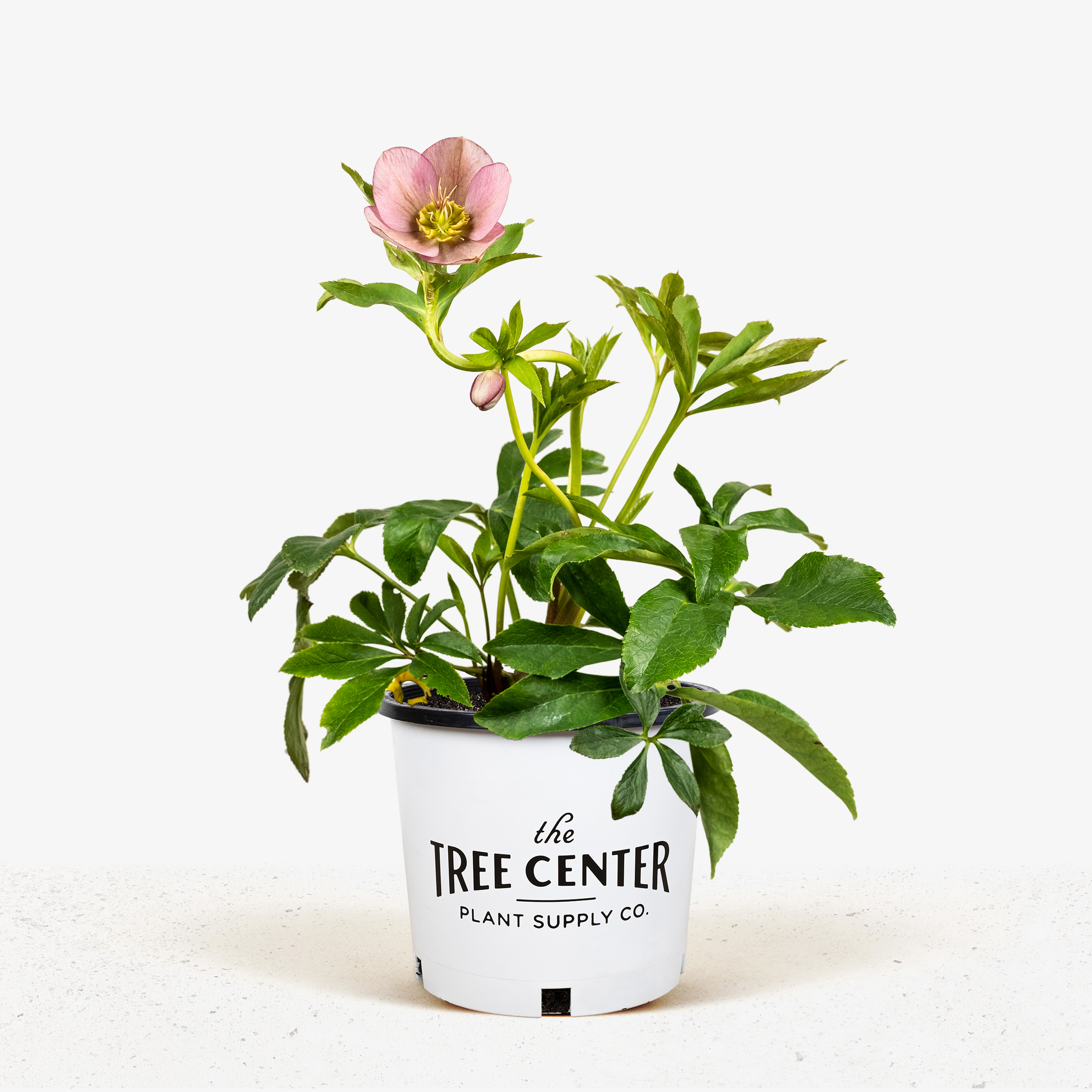 Royal Heritage™ Hellebore For Sale Online The Tree Center