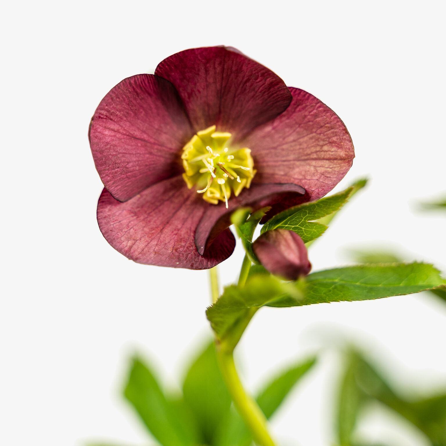 Royal Heritage™ Hellebore For Sale Online The Tree Center