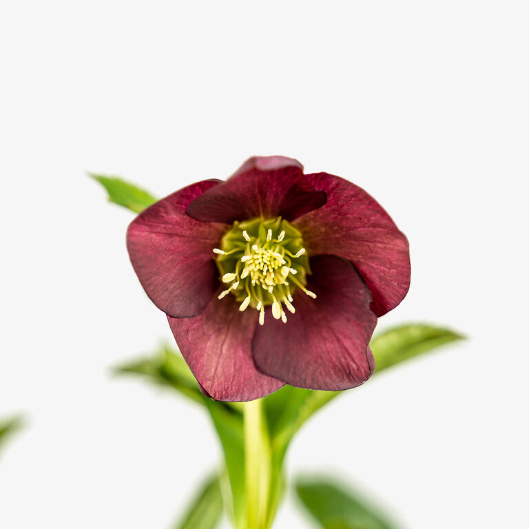 Royal Heritage™ Hellebore For Sale Online The Tree Center