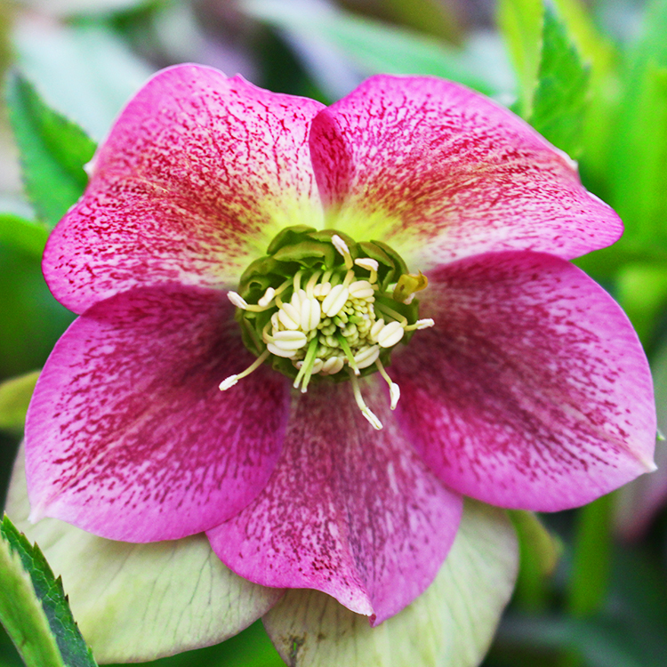 Royal Heritage™ Hellebore For Sale Online The Tree Center