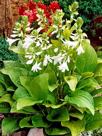 Royal Standard Hosta