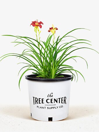 Ruby Stella Daylily