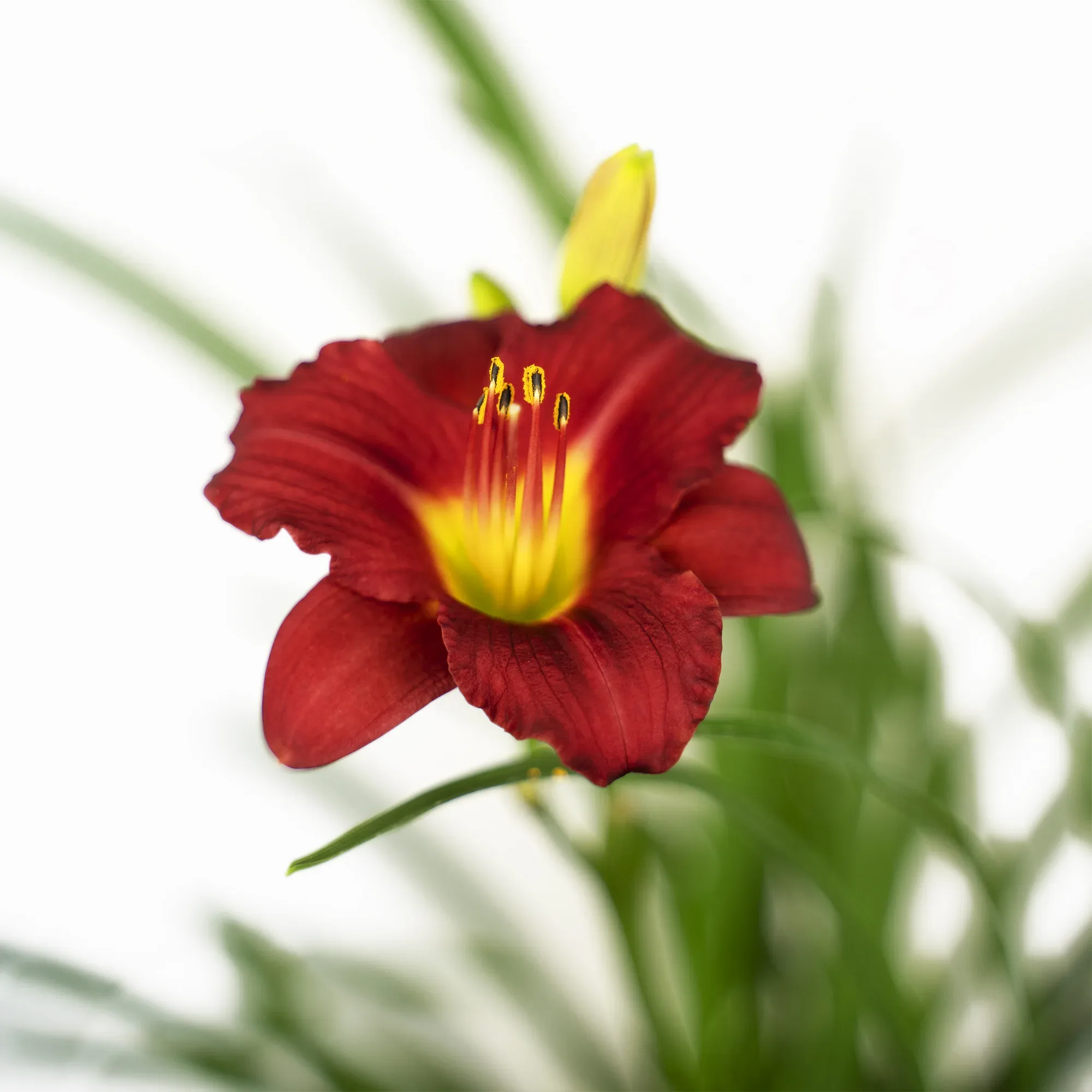 Image of Daylilies as cherry laurel companion plants