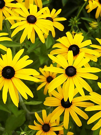 Goldstrum Black-Eyed Susan