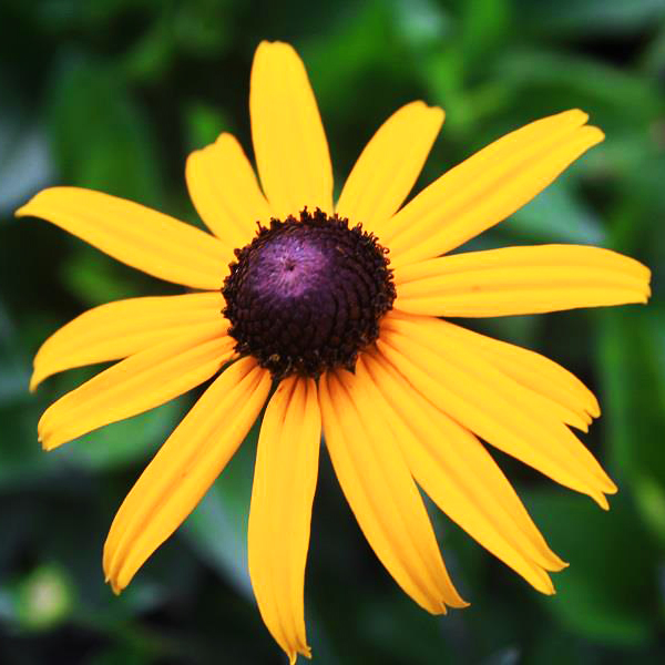 Goldstrum Black Eyed Susan For Sale Online The Tree Center goldstrum-black-eyed-susan-for-sale-online-the-tree-center