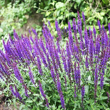 Salvia