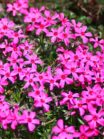 Scarlet Flame Creeping Phlox