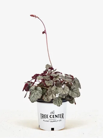 Silver Scrolls Heuchera