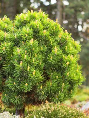 Slowmound Mugo Pine