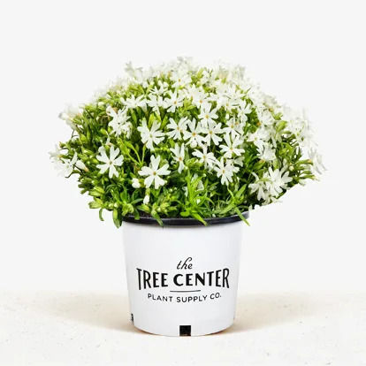 Snowflake Creeping Phlox For Sale Online | The Tree Center