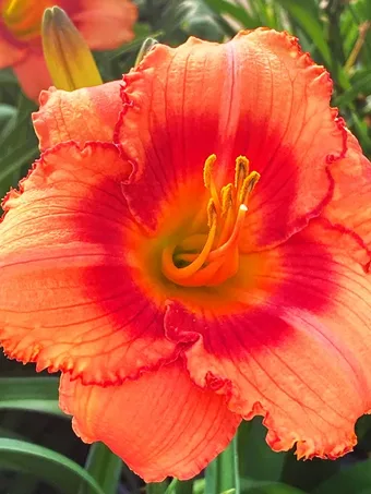 Strawberry Candy Daylily