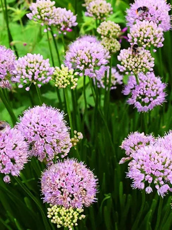 Summer Beauty Allium