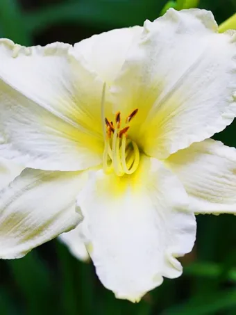 Sunday Gloves Daylily