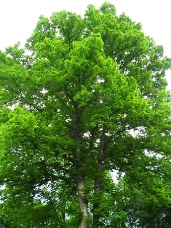 Swamp Chestnut Oak Tree