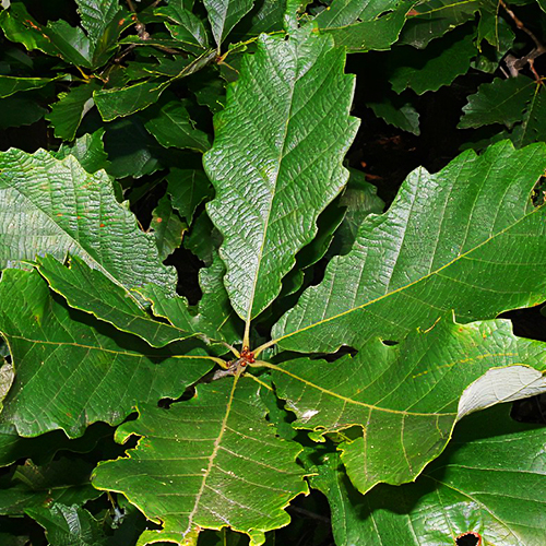 Swamp Chestnut Oak Tree For Sale Online The Tree Center