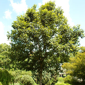 Swamp Chestnut Oak Tree For Sale Online | The Tree Center