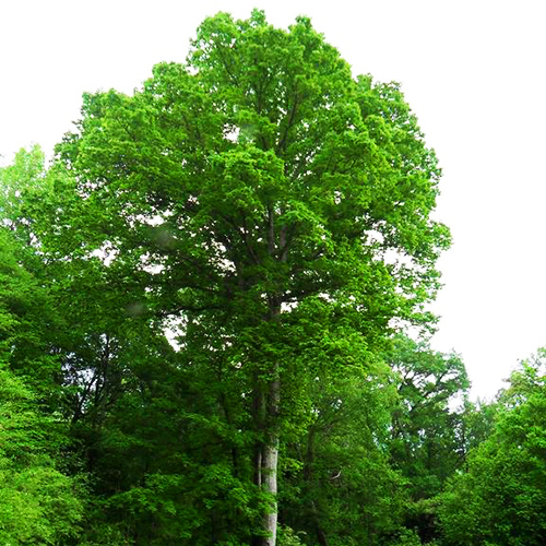 Hybrid -Heavy Established 1 Gallon Potted Chestnut Oak Tree 1 Plant 