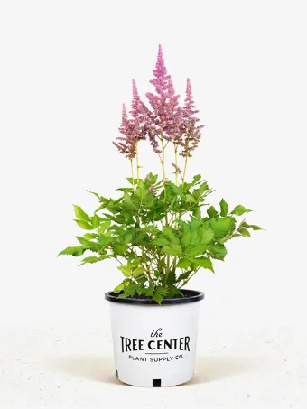 Vision Astilbe