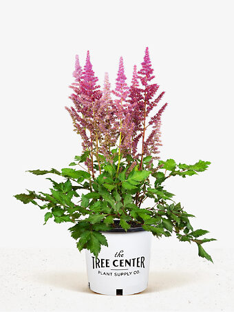Vision In Red Astilbe