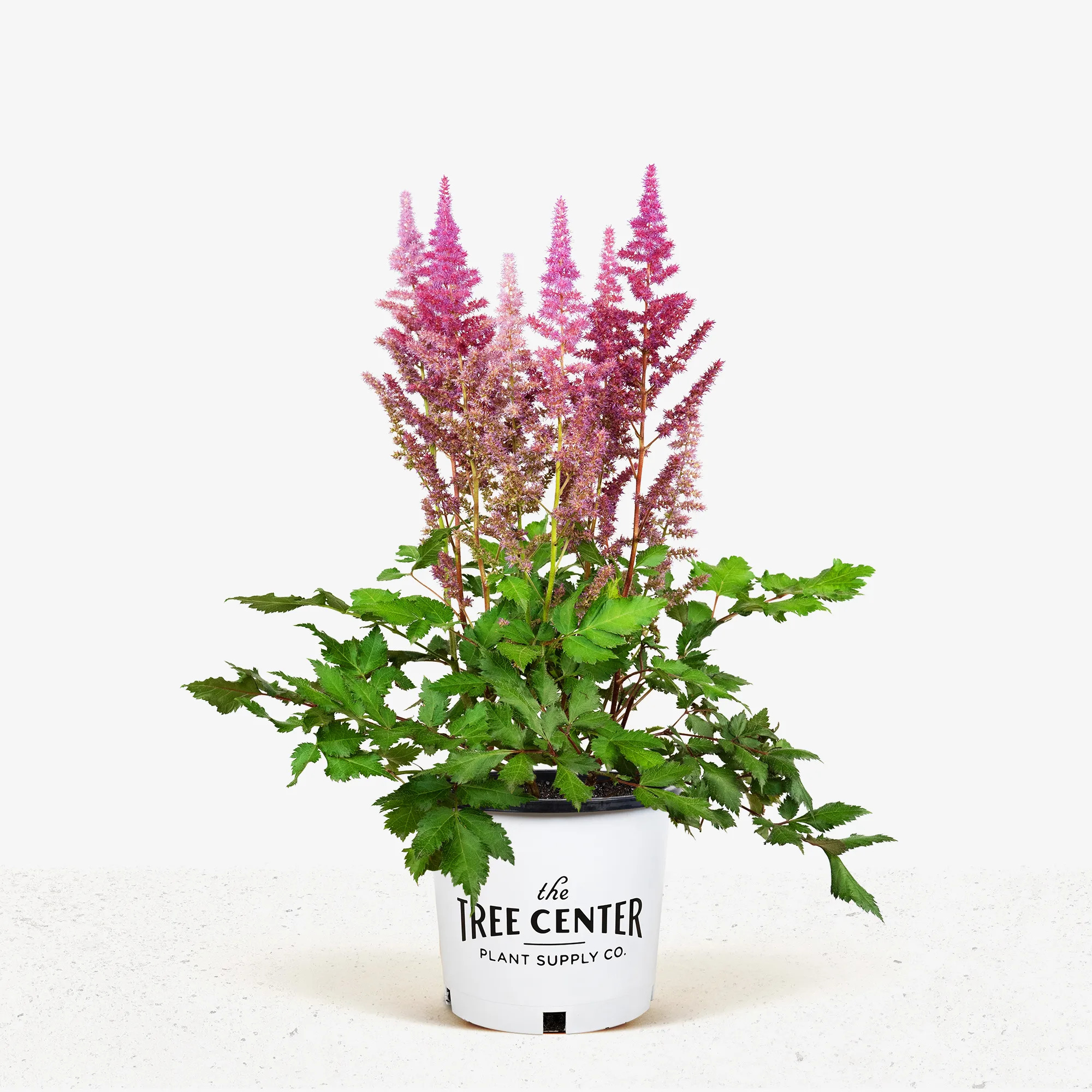 Vision In Red Astilbe For Sale Online | The Tree Center