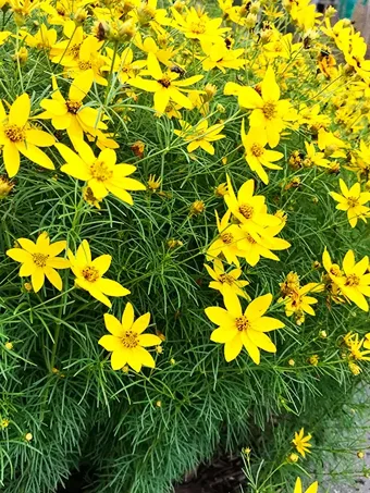 Zagreb Coreopsis