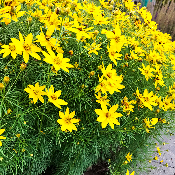 Zagreb Coreopsis ubicaciondepersonas.cdmx.gob.mx