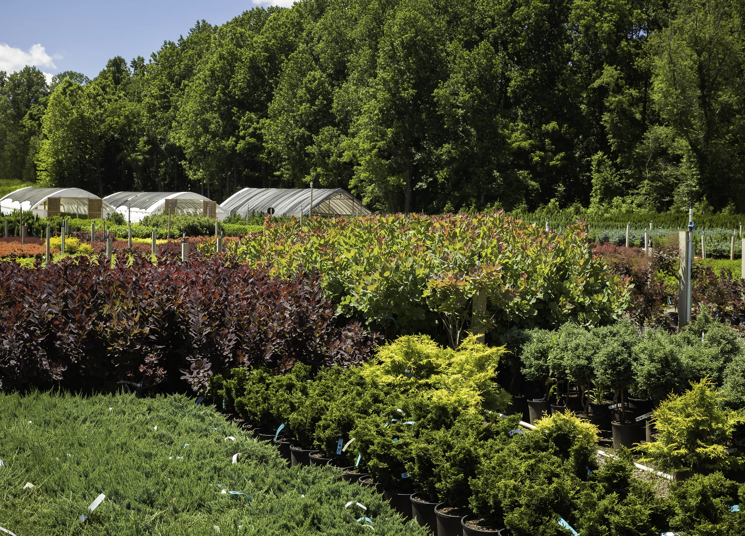 23 Lavender Varieties for a Fragrant Garden Wherever You Live