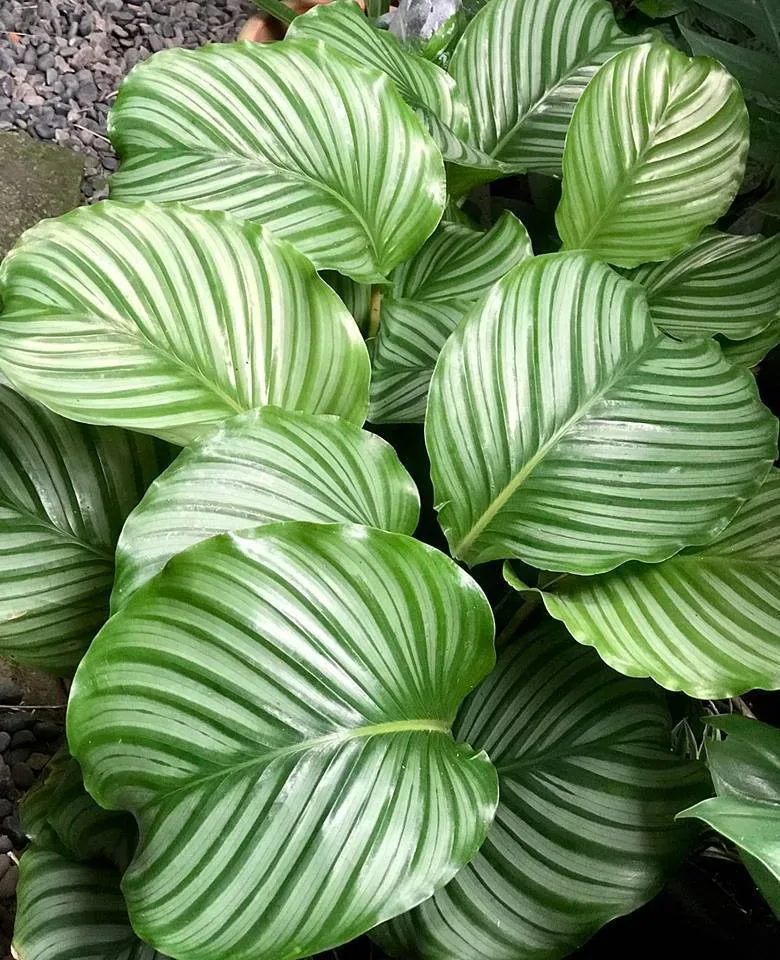 Spider Plant The Tree Center™