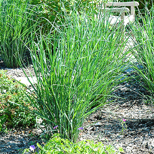 Cloud Nine Switchgrass For Sale Online The Tree Center
