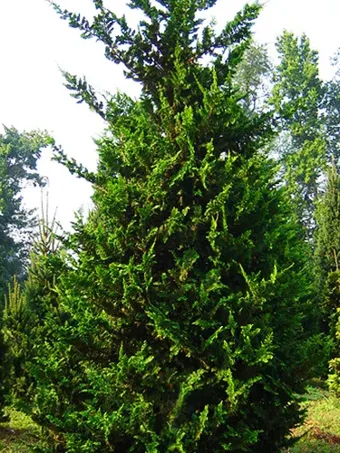 Fernspray Hinoki Cypress