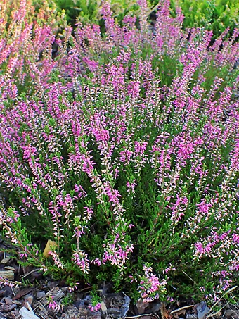 Common Heather